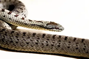Prints of Close-up of a patterned snake on a light-coloured background, smooth snake (Coronella austriaca), Upper Palatinate, Bavaria, Germany Related Prints: Close-up of a Patterned Snake Print, Bavaria, Germany