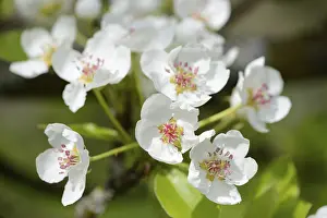 Deciduous Tree Blooms Prints: Close-up of pear tree blossoms in spring