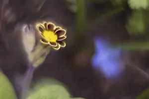 Hesse Germany Flowers Prints: Close-up of a primrose (Primula)