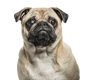 Isolated White Background Animal Prints: Close-up of Pug looking at camera