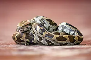 Wildlife Photography Sri Lanka Prints: Close-up of a python with a distinctive pattern in brown and black on a red background