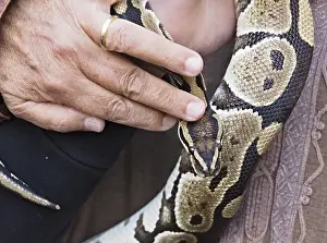 Scaled Reptile Pictures Prints: Close-up of a python snake being held