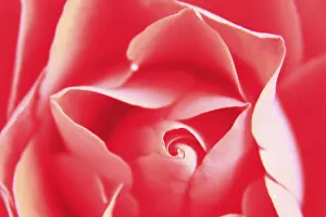 Rosaceae Family Prints: Close-up of a red rose