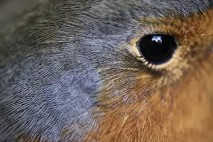 Nature Photography In NRW Prints: Close-up of a robin (Erithacus rubecula)