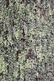 European Nature Images Prints: Close-up of rough, textured tree bark