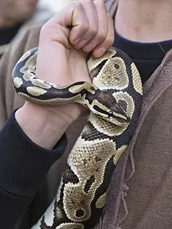 Prints of Close-up of royal python or ball python snake coiled around arm of its handler Ball Python Prints: Close-up of Royal Python Coiled Around Handler's Arm Print