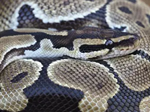 Nature Images Prints: Close-up of a Royal Python, also known as a Ball Python