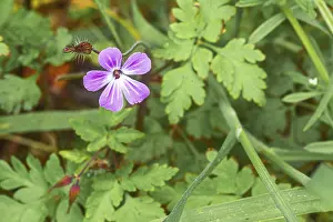 Deserted Plant In Germany Prints: Close-up, Ruprechtskraut (Geranium robertianum)