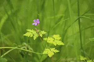Empty Landscape With Plants Prints: Close-up, Ruprechtskraut (Geranium robertianum)