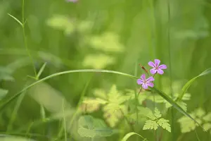 Northern Germany Flora Prints: Close-up, Ruprechtskraut (Geranium robertianum)