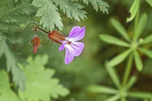 Northern Germany Nature Scene Prints: Close-up, Ruprechtskraut (Geranium robertianum)