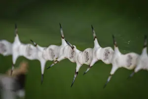 Royal Botanic Gardens UK Prints: Close-up of sharp-edged thorns against a blurred background