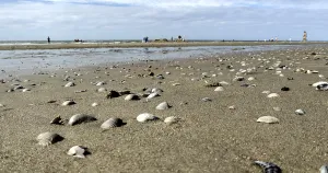 Dutch Coastline Prints: Close-up of shells in the sand along an extensive beach