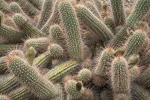 World Heritage Site UK Prints: Close-up of the spiny surface of cacti
