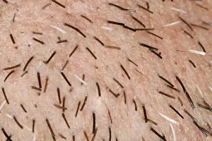 Man With Beard Prints: Close-up of stubbles