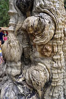 UNESCO World Heritage Site China Prints: Close-up of textured tree bark with unique shape