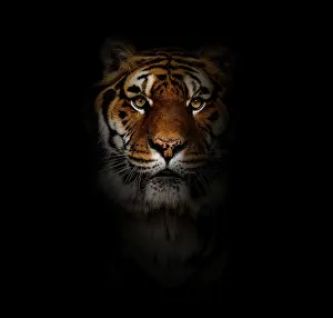 Endangered Species Photo Prints: Close-up on a tiger facing at the camera