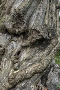Deserted Tree Roots Prints: Close-up of a tree root, tree