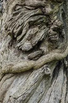 Deserted Tree Roots Prints: Close-up of a tree root, tree