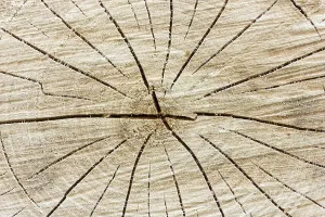 Uninhabited Forest Scene Prints: Close-up of tree stump background with a cracks