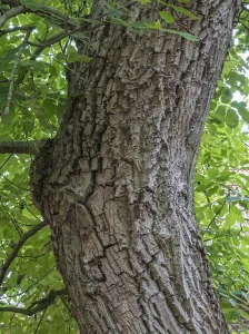 Deserted Nature Scene Germany Prints: Close-up of a tree trunk, walnut tree