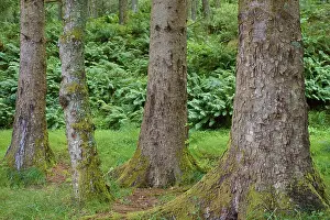 Tree Trunk Details Prints: Close-up of the trunks of various trees in the forest
