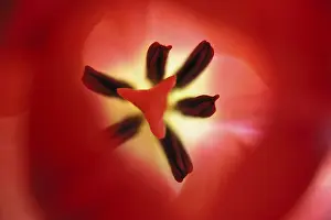 Indoor Flowering Plants Prints: Close-up of tulip from inside