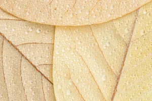 Raindrop Details Prints: A close-up of the underside of three Magnolia