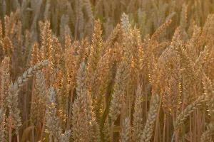 Agricultural Crop Detail View Prints: Close-up of a wheat field in midsummer