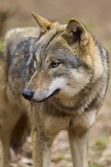 Predator Animal Images Prints: Close-up of a wolf with attentive expression