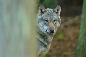 Gray Wolf Close Up Prints: Close-up of a wolf with a clear view between trees