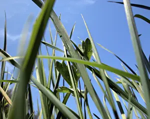 Close Up Grass Prints: Close up view of some blade of grass