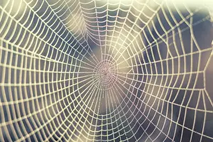 Close Up Spider Web Prints: Close up view of the strings of a spiders web with bokeh