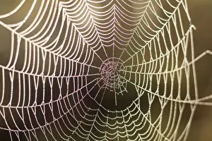 Close Up Spider Web Prints: Close up view of the strings of a spiders web with bokeh