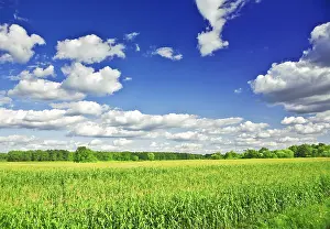 Agricultural Crop Detail View Prints: Close up view on the summer corn field