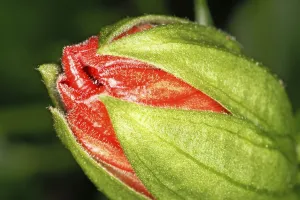 Blooming Plants Prints: Closed blossom