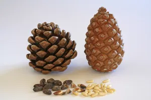 Pine Nut Photography Prints: Closed and open pine cone, pine nuts with and without shell