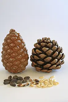 Pine Cone Photography Prints: Closed and open pine cone, pine nuts with and without shell