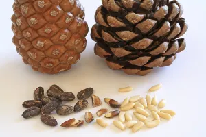 Pine Nut Photography Prints: Closed and open pine cone, pine nuts with and without shell