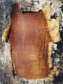 Nature Close Ups Prints: Closeup of the bark of a birch tree