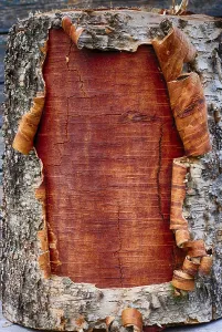 Deciduous Tree Details Prints: Closeup of the bark a birch tree, vertical