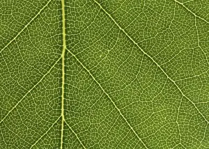 Nature Plant Images Prints: Closeup of a birch leaf