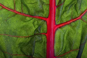Leafy Vegetable Details Prints: Closeup of a chard leaf