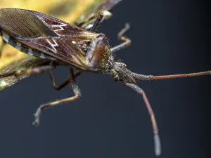 Images Dated 22nd October 2024: Closeup shot of Pine Seed Bug resting on a leaf Print