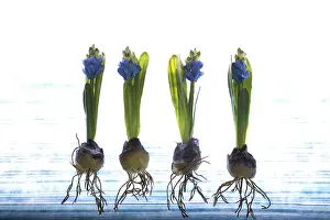 Indoor Plant Photography Prints: Cloth crocuses