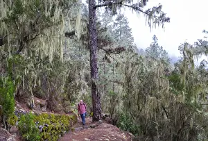 Hiking In Canary Islands Prints: Cloud forest with hanging lichens
