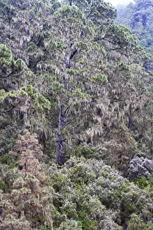 Rock Formations In The Canaries Prints: Cloud forest with hanging lichens