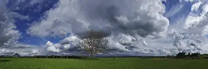 Cloud Formations Prints: Cloud formations with tree