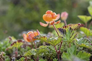Northern Norway Landscapes Prints: Cloudberry (Rubus chamaemorus)