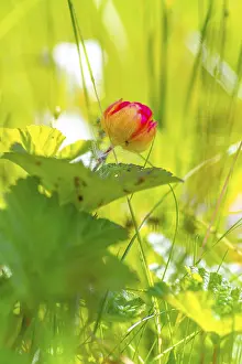 Close Up Plant Prints: Cloudberry (Rubus chamaemorus)